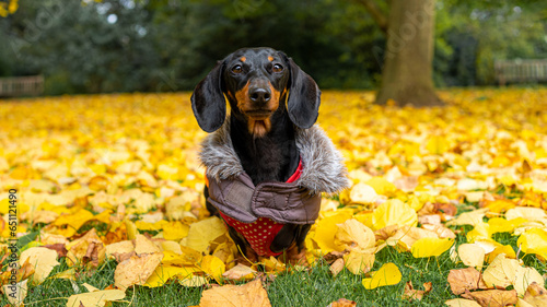 dachshund dog in autumn park photo