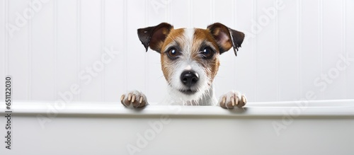 Jack Russell terrier getting a bath in a tub