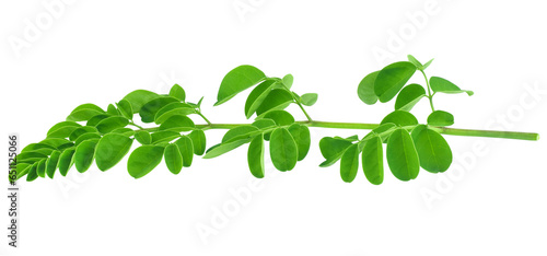 moringa leaves transparent png