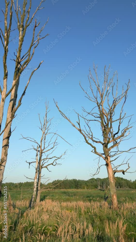 Dry trees in a wilderness area. Dry trees in a wilderness area.