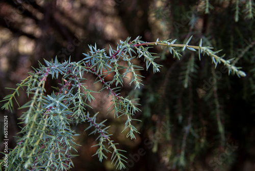 Red juniper or miera juniper, highly appreciated for the essential oils that can be extracted from it. Image taken in early autumn. Juniperus oxycedrus. photo