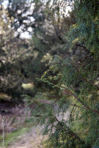 Red juniper or miera juniper, highly appreciated for the essential oils that can be extracted from it. Image taken in early autumn. Juniperus oxycedrus.