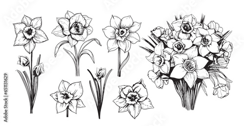 Daffodil flowers set sketch hand drawn in comic style.Vector Garden flowers