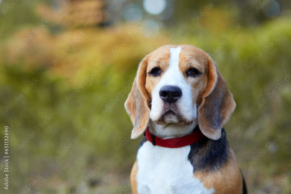 Portrait of a beagle dog on the background of an autumn forest. Close-up