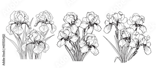 Iris bouquet sketch hand drawn in comic style.Vector Garden flowers