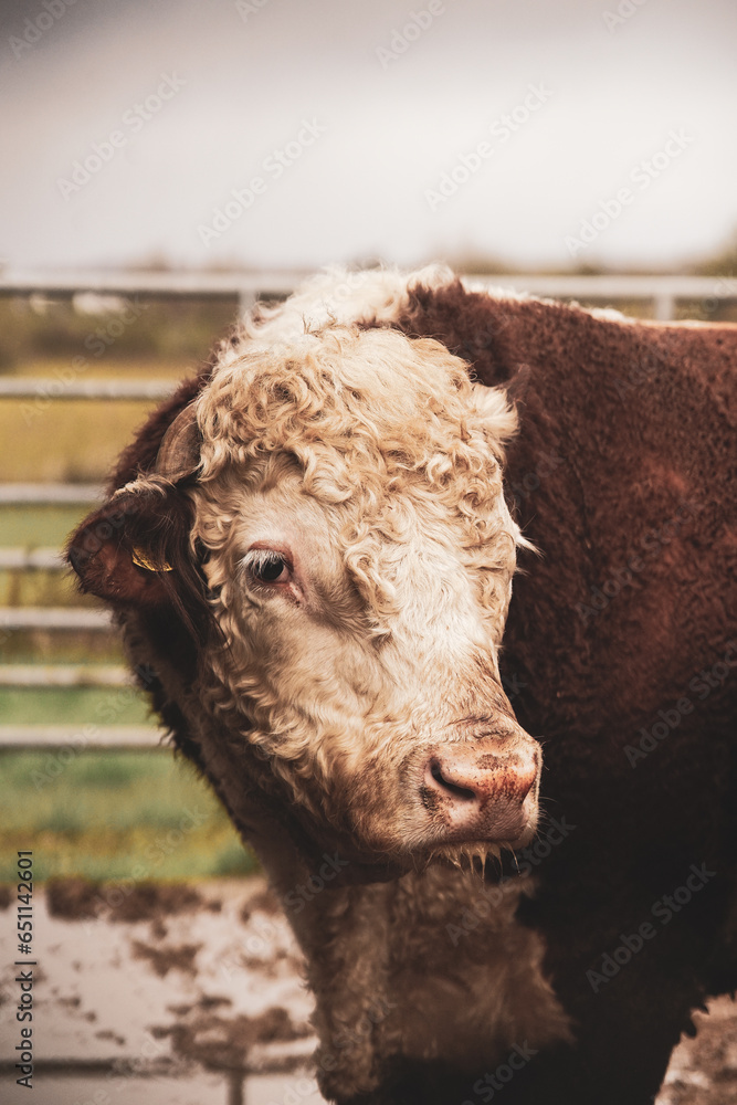 Bull Portrait Bull Portrait