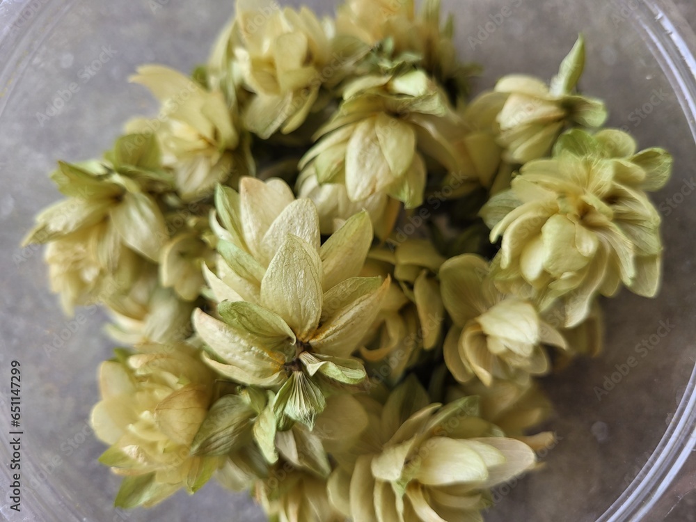 Houblon Houblon