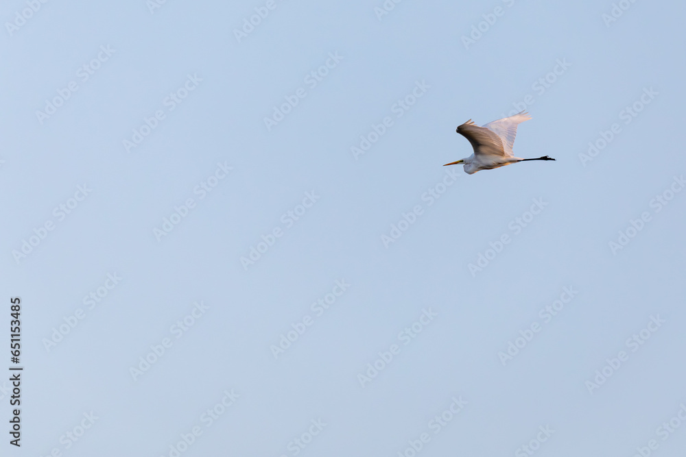 Obraz premium Fliegender, von der Sonne angestrahlter Silberreiher.