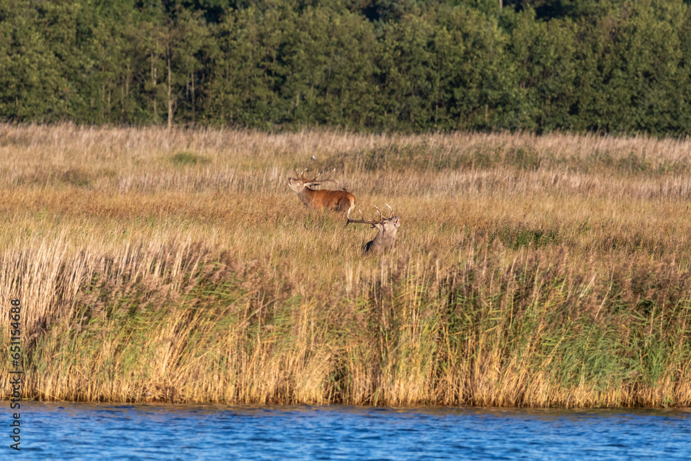 Naklejka premium Hirschbrunft an der Ostsee, am Darßer Ort.