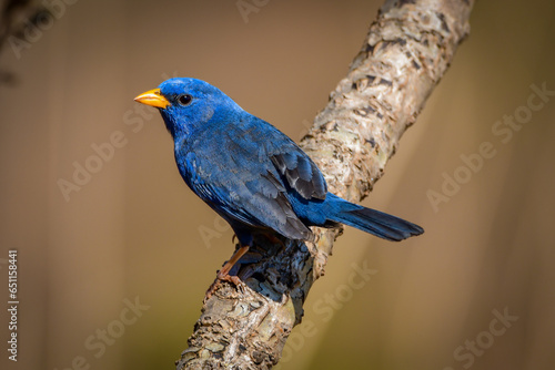 Canvas Print Blue finch (Porphyrospiza caerulescens)