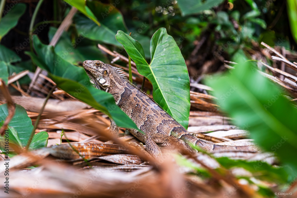 Obraz premium Close-up on brazilian little lizard standing amidst the grass