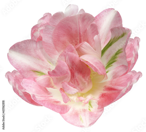 Pink tulip flower on isolated background with clipping path. Closeup. For design. Studio shot. Transparent background. Nature.