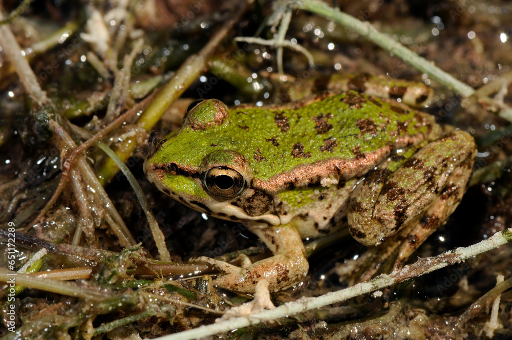 Cretan frog // Kreta-Wasserfrosch (Pelophylax cretensis) - Crete, Greece Cretan frog // Kreta-Wasserfrosch (Pelophylax cretensis) - Crete, Greece