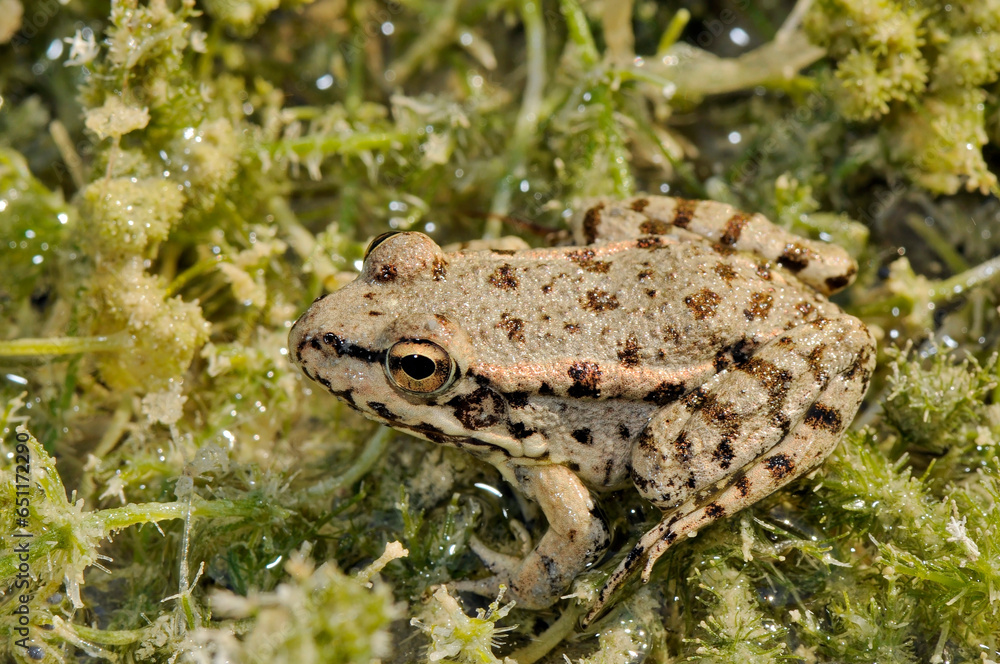 Fototapeta premium Cretan frog // Kreta-Wasserfrosch (Pelophylax cretensis) - Crete, Greece