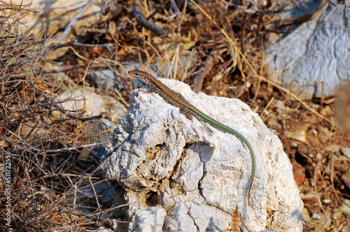 Kreta-Mauereidechse // Cretan wall lizard (Podarcis cretensis) - Kreta, Griechenland photo