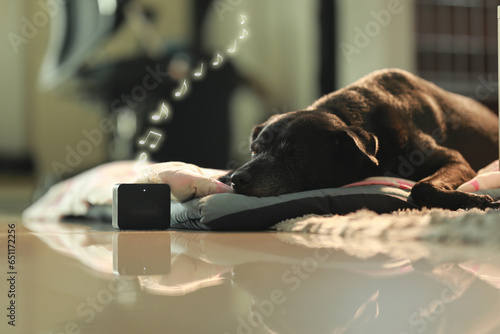 The dog listening to instrumental music from speakers and sleeping at the home. Animal funny concept.