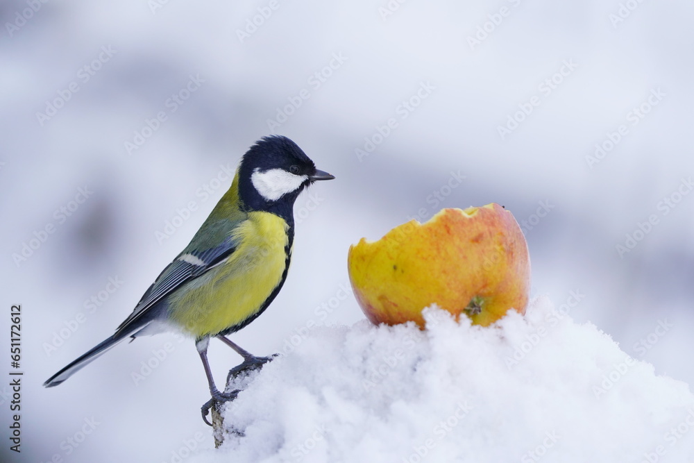 Fototapeta premium wildlife scene with titmouse. Parus major. Great tit in winter. Common garden bird great tit sitting on a apple. Winter scene with tit