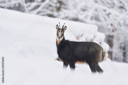 A beautiful chamois in the winter forest. Rupicapra rupicapra