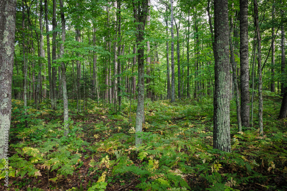 Fototapeta premium Emerald Wood