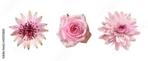 Set of different pink flowe...