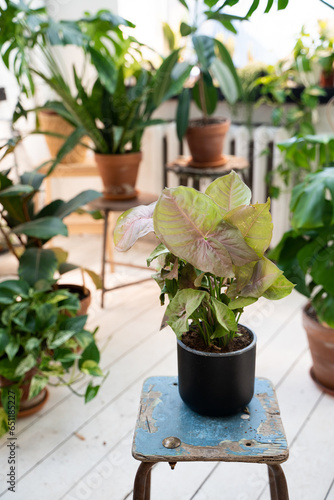 Neon pink singonium in a black pot in the interior