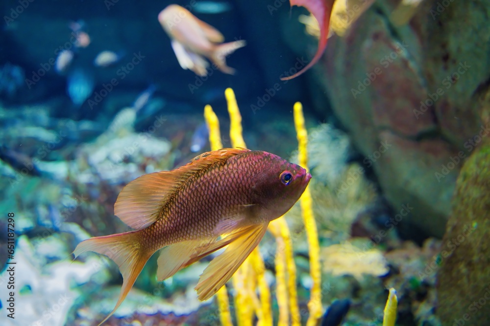 Paris aquarium, Anthias anthias, the swallowtail sea perch or marine goldfish, is a species of marine ray-finned fish from the grouper and sea bass family Serranidae