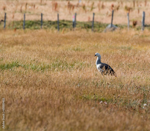 Bird resting in the gras