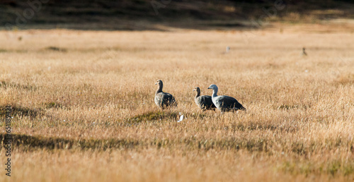 Three birds resting in the highgrass