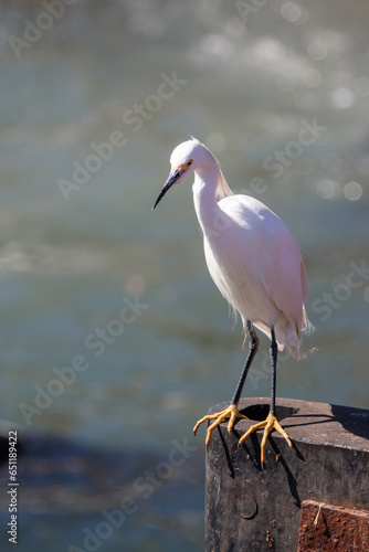 White heron perched on a pier
