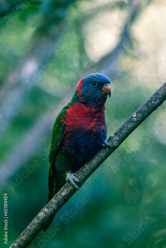 colorful parrot in a tree