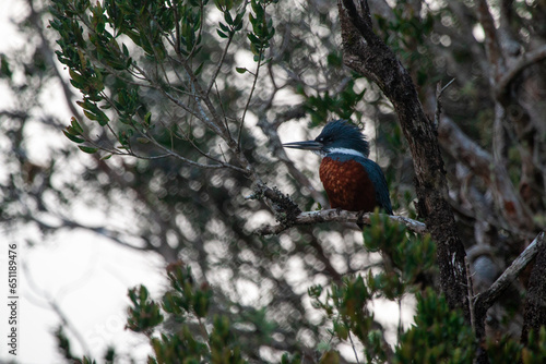 Kingfisher bird resting in a tree