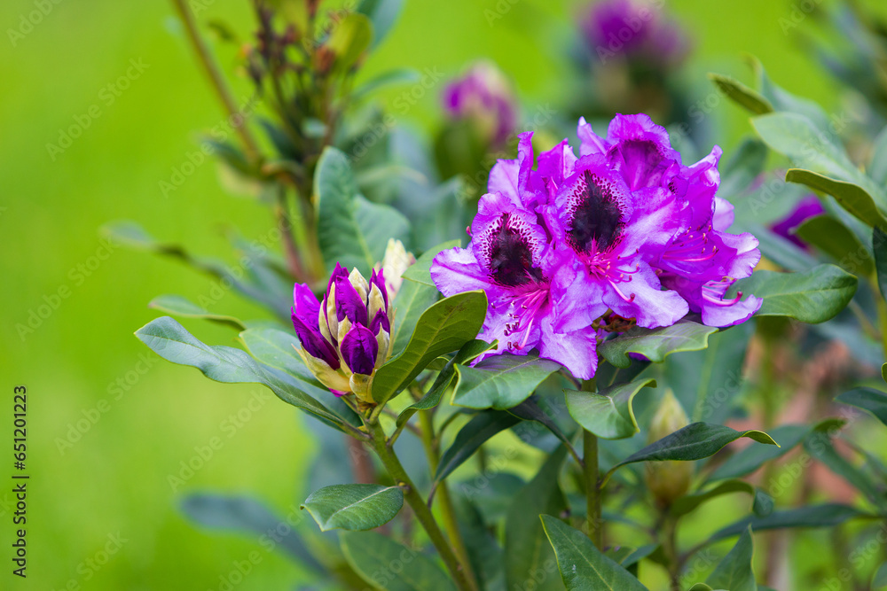 Dark purple Rhododendron flowers against green background. Blooming rhododendron bush. Selective focus