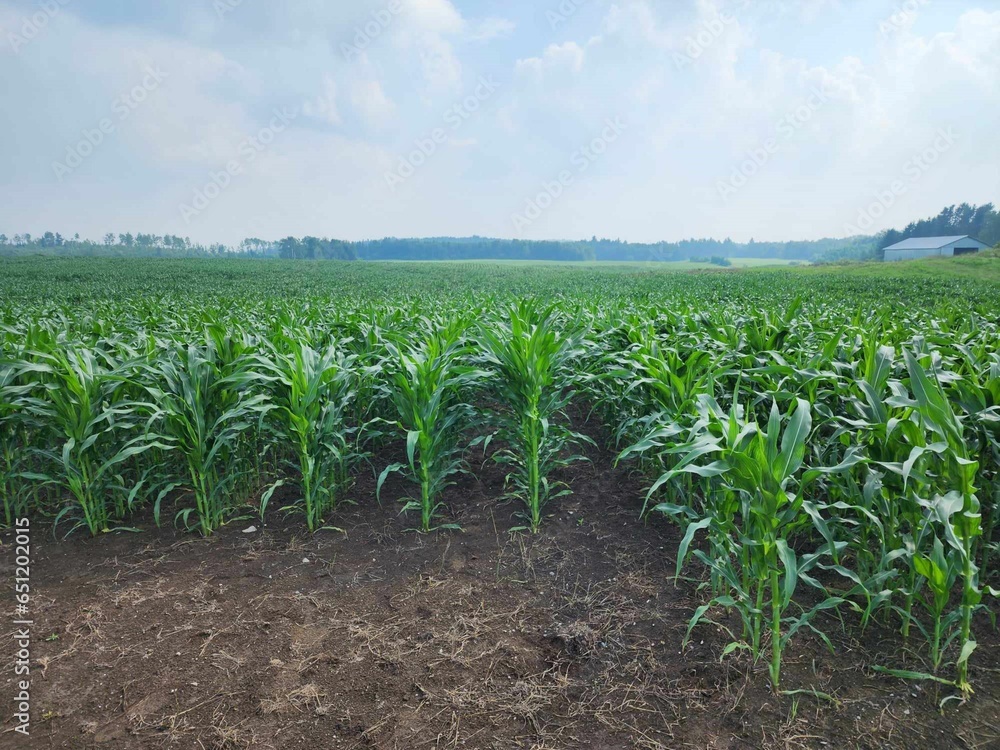 Naklejka premium Corn field