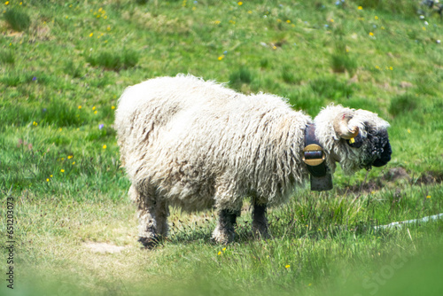 Iconic Swiss sheep, peacefully grazing amidst the breathtaking Swiss Alps, embodying the picturesque charm of Alpine landscapes.