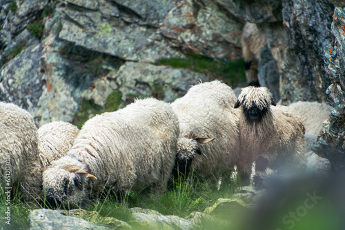 Iconic Swiss sheep, peacefully grazing amidst the breathtaking Swiss Alps, embodying the picturesque charm of Alpine landscapes.