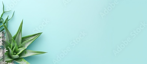 Fresh Aloe vera on isolated pastel background Copy space