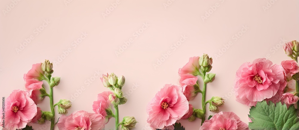 Colorful pink hollyhock blooming on a isolated pastel background Copy space with copy space