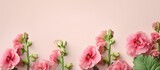 Colorful pink hollyhock blooming on a isolated pastel background Copy space with copy space