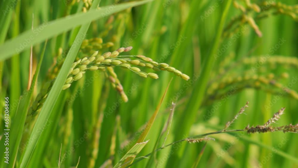 Rice ears swaying in the wind and the setting sun, rice fields in autumn Rice ears swaying in the wind and the setting sun, rice fields in autumn