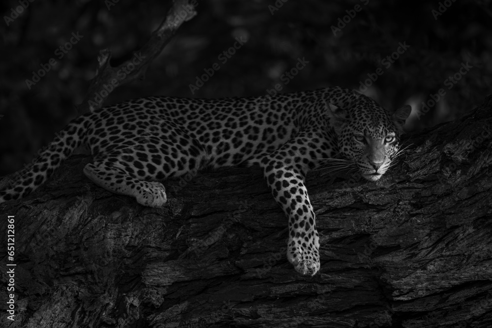 Fototapeta premium Mono leopard lies on branch eyeing camera