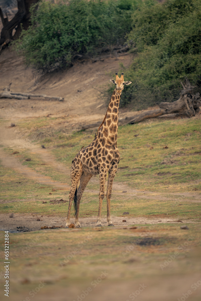 Obraz premium Male southern giraffe stands near grassy track