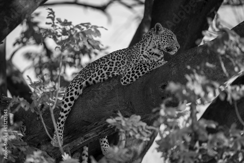 Mono leopard lies on branch lifting head