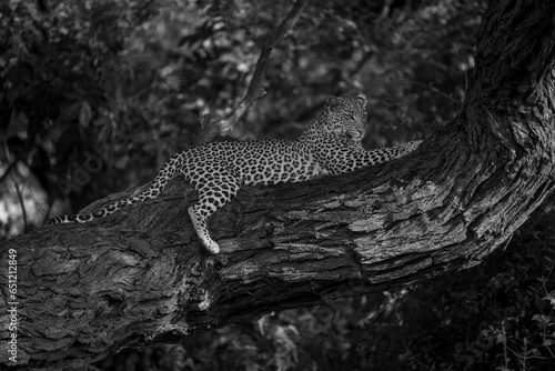 Mono leopard lies lifting head on branch