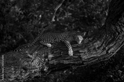 Mono leopard lies on branch watching camera