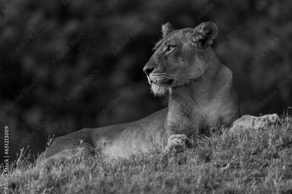 Mono lioness lies on bank with catchlight Mono lioness lies on bank with catchlight