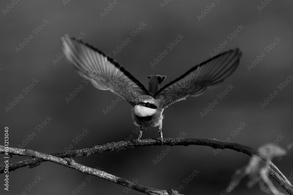 Naklejka premium Mono little bee-eater takes off from branch