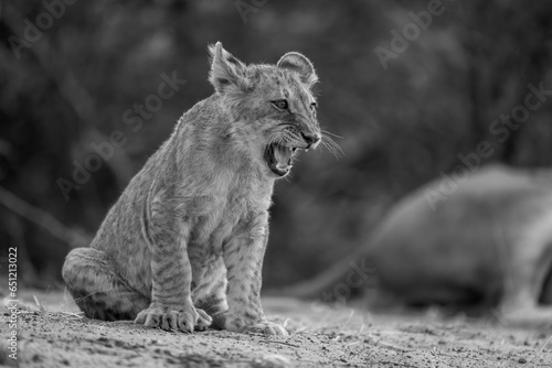 Mono lion cub sits yelping on sand photo