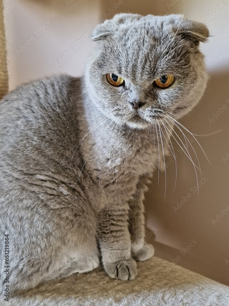 scottish fold gray-blue cat sitting on a cat stand, very close full-length portrait, looking to the right, domestic, calm, adult