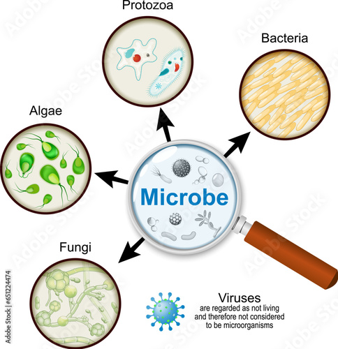 pathogens through a magnifying glass. Microorganisms. Microbe