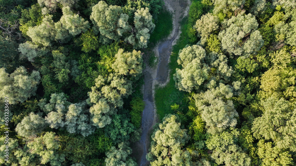 forest